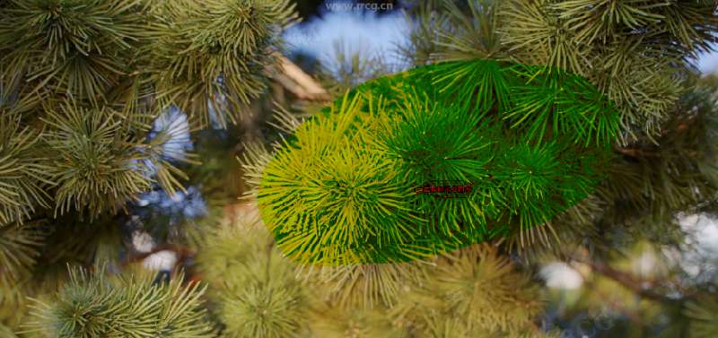 [免費]12組MAX高精度草木植物3D模型合集