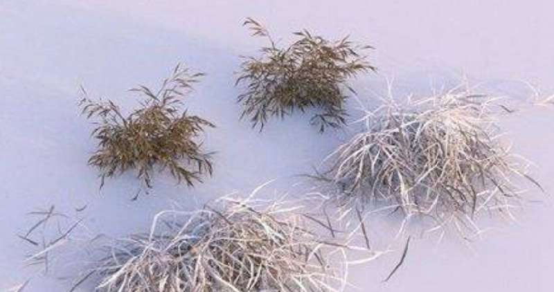 點(diǎn)擊放大 8G樹木干草3d模型